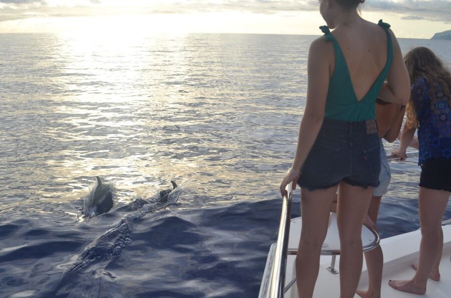 All Inclusive Whale and Dolphin Watching Luxury Tour - Should you book it?