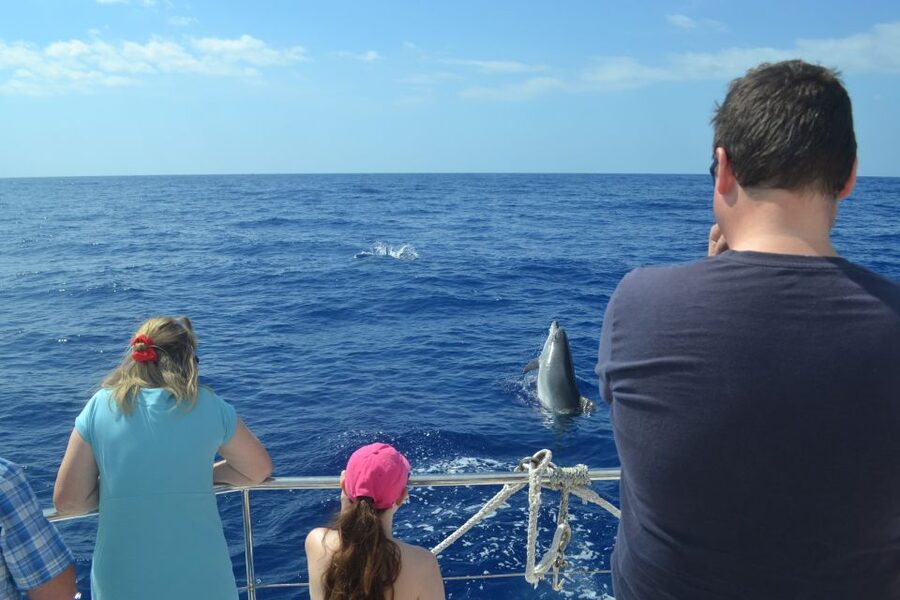 All Inclusive Whale and Dolphin Watching Luxury Tour - The return journey along Madeira’s coast