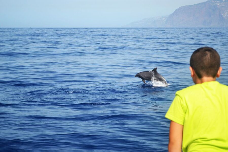 All Inclusive Whale and Dolphin Watching Luxury Tour - Is $93 a fair price?