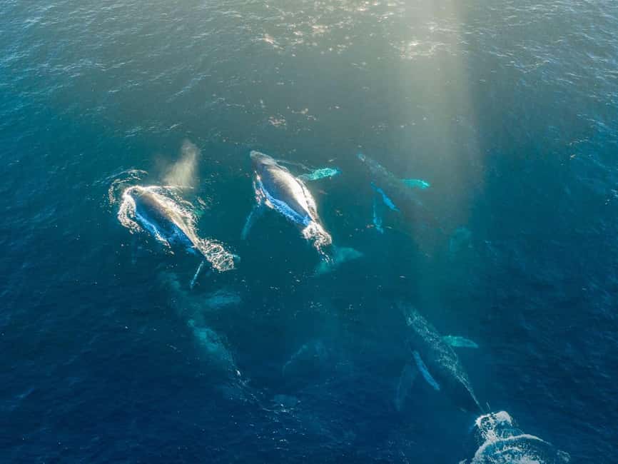 Alta: 3.5 Hour Fjord & Whale Watching Cruise - From Canyon Hotell to MS Åhav