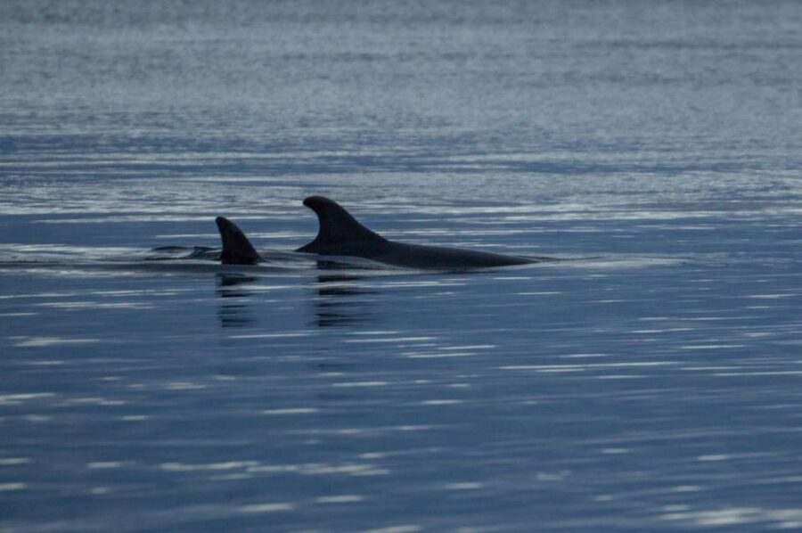 Alta: Alta Fjord Whale Watching Tour - Why Alta Fjord makes a good whale-watching setting