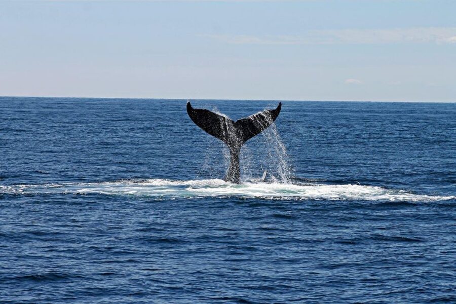 Alta: Alta Fjord Whale Watching Tour - Meeting the boat at Fiskerihavna