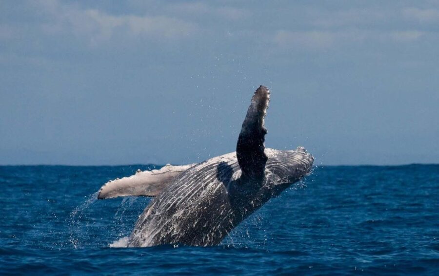 Alta: Alta Fjord Whale Watching Tour - Three and a half hours searching the fjord