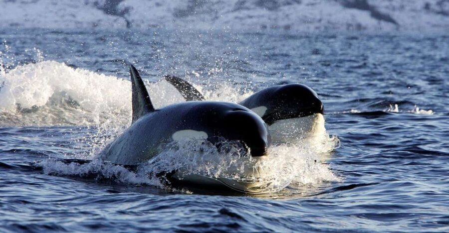 Alta: Alta Fjord Whale Watching Tour - Should you book the Alta Fjord whale tour?