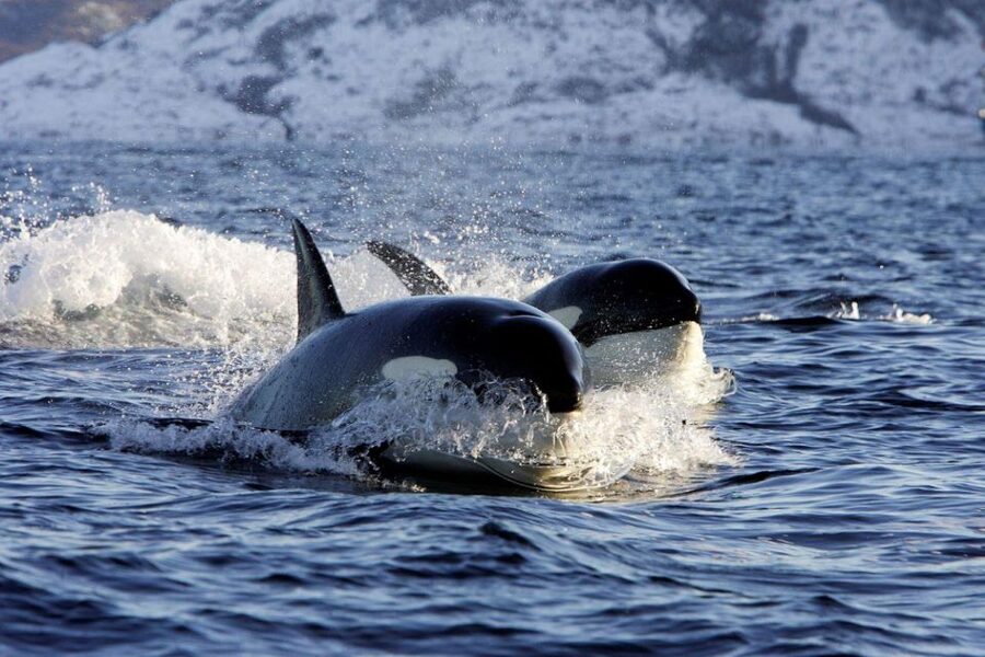 Alta: Alta Fjord Whale Watching Tour - The first 15 minutes: safety before scenery