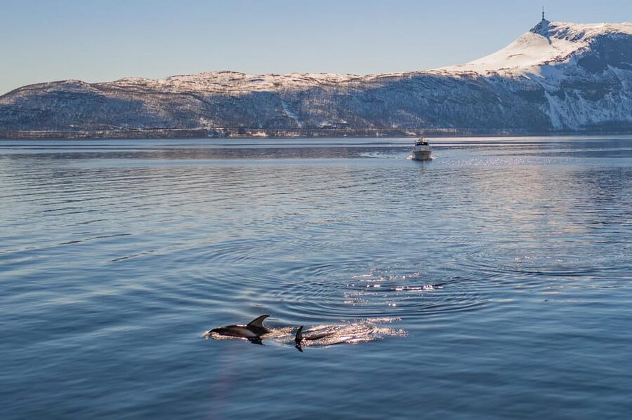 Alta: Altafjord Whale Watching in a Heated Boat - What makes this Altafjord trip worth considering