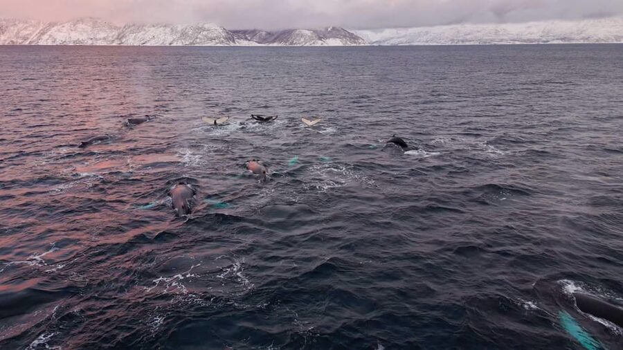 Alta: Altafjord Whale Watching in a Heated Boat - Leaving Alta Harbor for the four-hour search