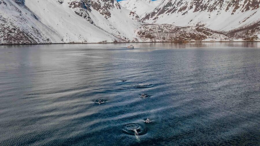 Alta: Altafjord Whale Watching in a Heated Boat - Sea Runner: warmth without losing the sea
