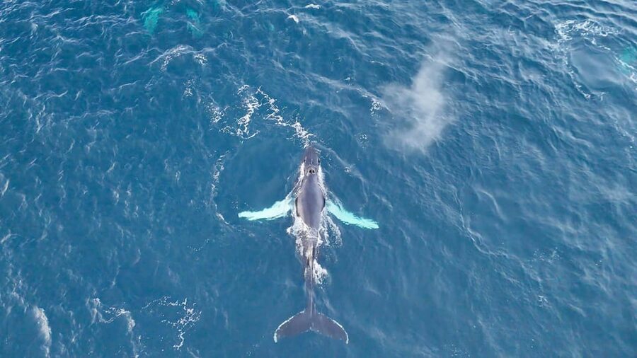 Alta: Altafjord Whale Watching in a Heated Boat - Who will enjoy it most