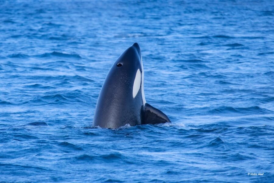 Alta: Altafjord Whale Watching in a Heated Boat - Is $262 a fair price?