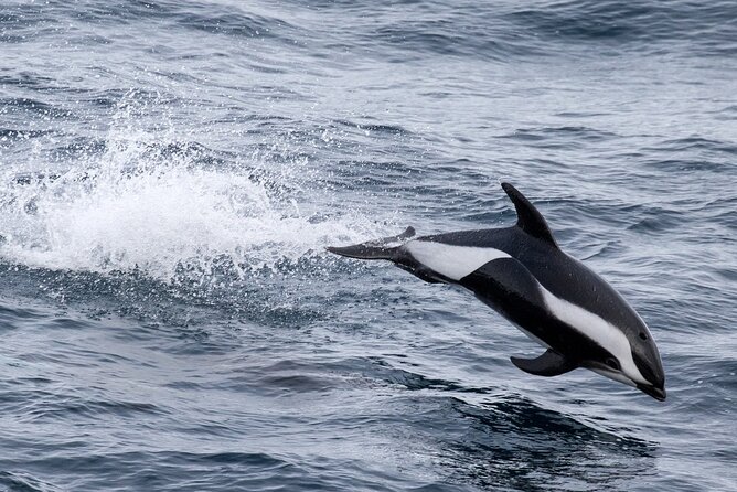 Alta Fjord: Whale Safari Experience - Altafjord whale watching is a search, not a show