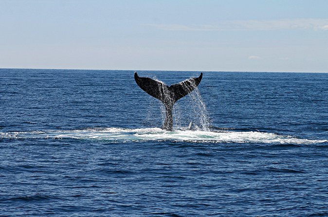 Alta Fjord: Whale Safari Experience - Who will enjoy this Altafjord safari most