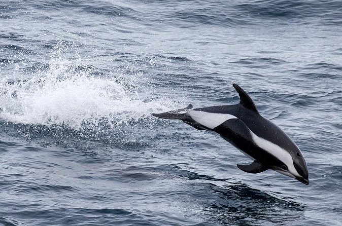 Alta Fjord: Whale Safari Experience - Practical details that affect your decision