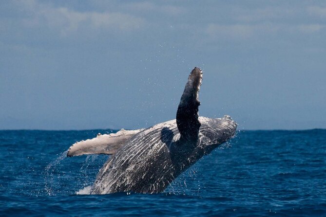 Alta Fjord: Whale Safari Experience - A small group makes the boat time easier