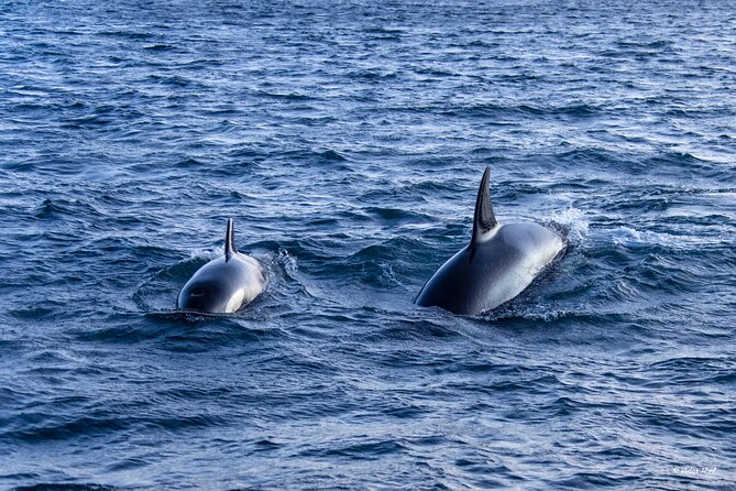 Alta Fjord Whale Watching on a Heated Boat - Guiding from Valerie and the captain