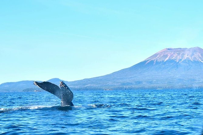 Amazing Whale Watching and Marine Wildlife Shore Excursion - A small boat with a cabin for changing Alaska weather
