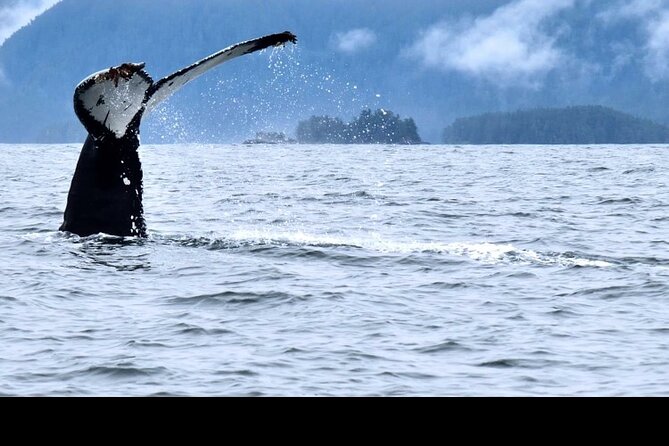 Amazing Whale Watching and Marine Wildlife Shore Excursion - Searching for humpback whales in their natural setting