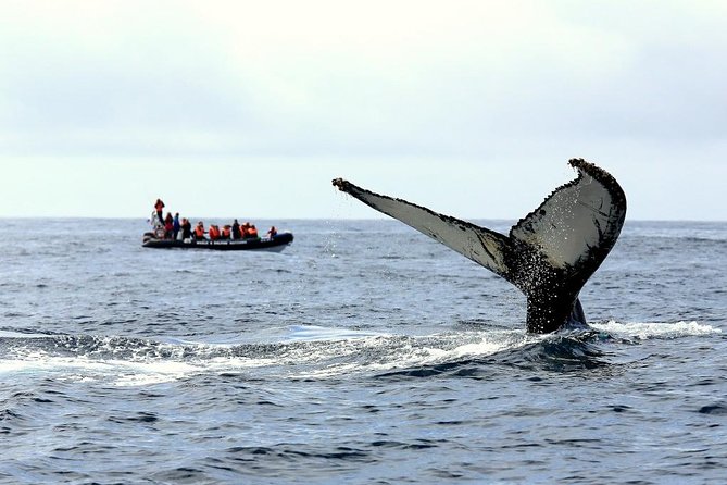 Among Whales Dolphins and Volcanoes Full Day Tour With Lunch - Key points at a glance