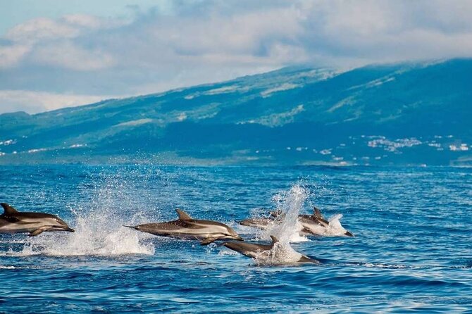 Among Whales Dolphins and Volcanoes Full Day Tour With Lunch - Two São Miguel days packed into one