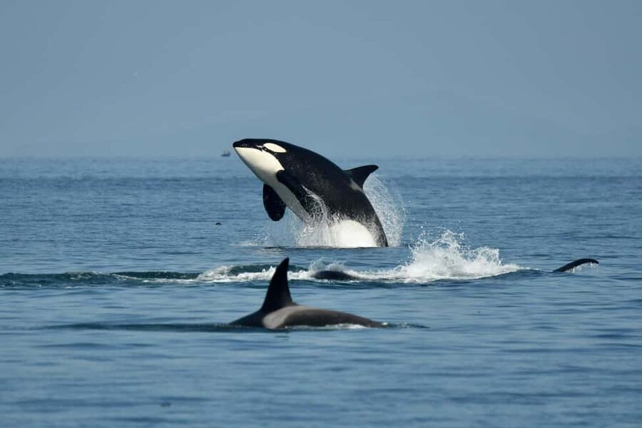 Anacortes: Full Day Whale/Wildlife Tour; Friday Harbor Stop - Key points to know before booking