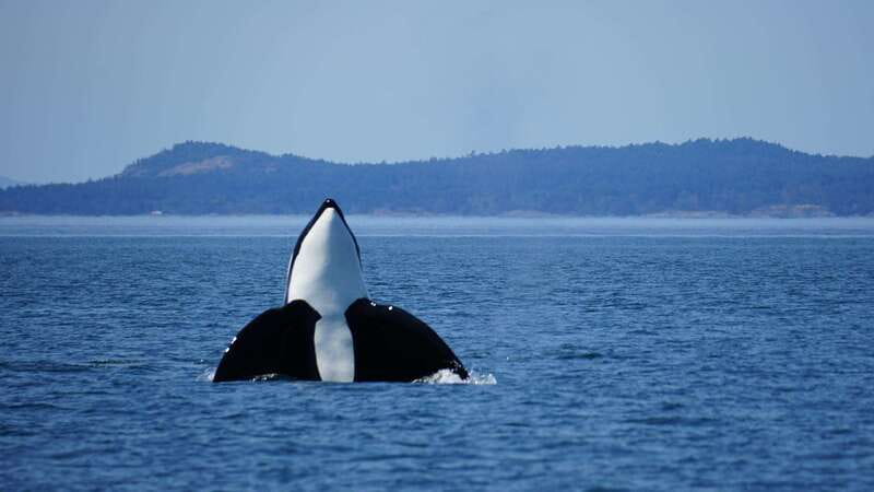 Anacortes: Orca Whales Guaranteed Boat Tour near Seattle - Key points to know before you book