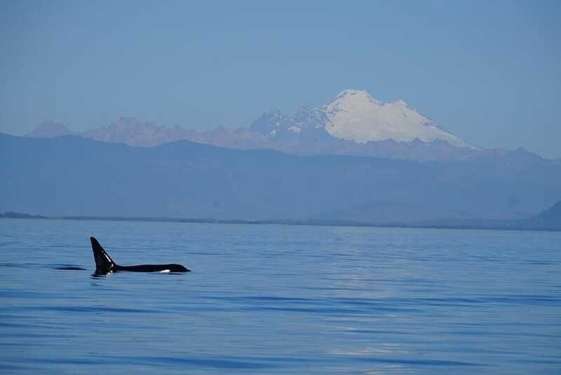 Anacortes: Orca Whales Guaranteed Boat Tour near Seattle - Should you book the Anacortes orca tour?