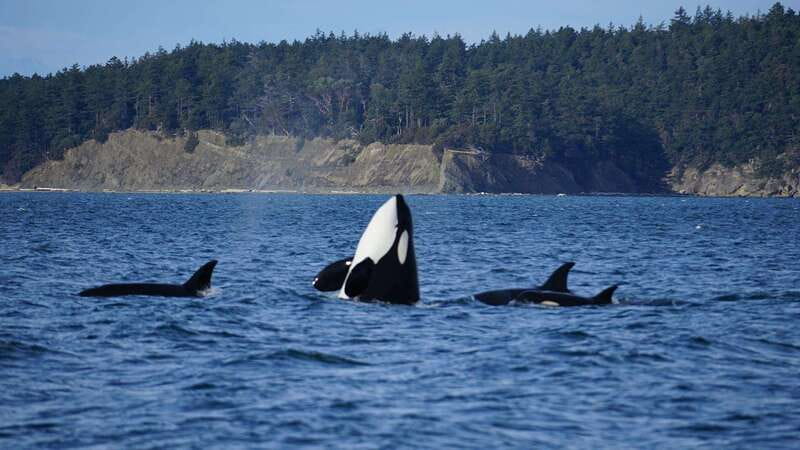 Anacortes: Orca Whales Guaranteed Boat Tour near Seattle - Why Anacortes is the right starting point