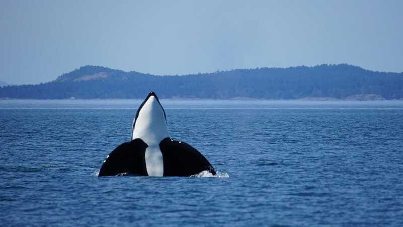 Anacortes: Orca Whales Guaranteed Boat Tour near Seattle - What the marine naturalist adds