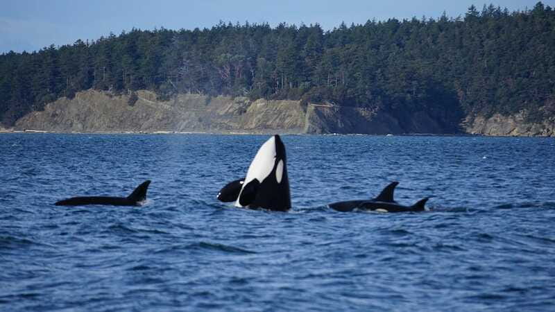 Anacortes: Orca Whales Guaranteed Boat Tour near Seattle - Distance, boat speed, and the viewing tradeoff