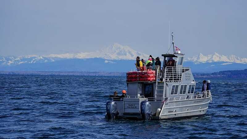 Anacortes: Orca Whales Guaranteed Boat Tour near Seattle - Is $199 a fair price?
