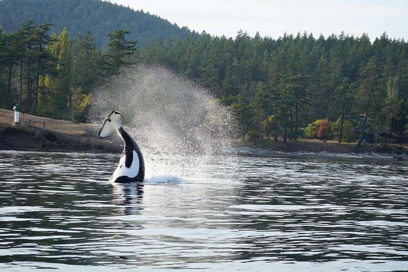 Anacortes: Orca Whales Guaranteed Boat Tour near Seattle - Practical details that make the day easier