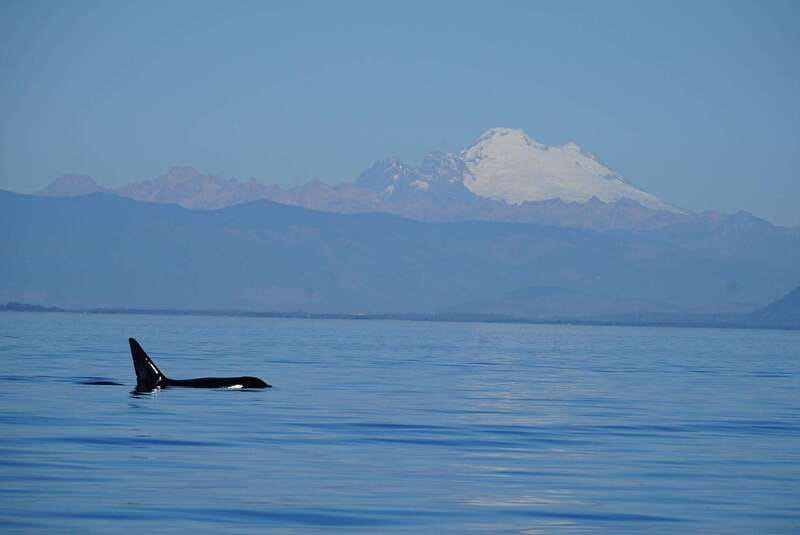Anacortes: Orca Whales Guaranteed Boat Tour near Seattle - Four hours searching the Salish Sea