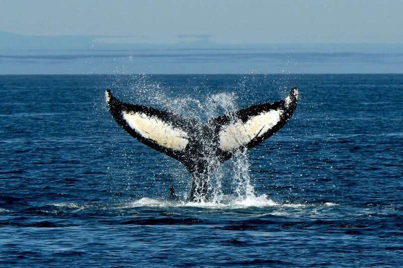 Anacortes: Whale Watching Adventure Tour Near Seattle - Practical tips for a better outing