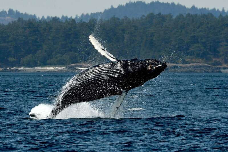 Anacortes: Whale Watching Adventure Tour Near Seattle - Searching the San Juan waters for whales