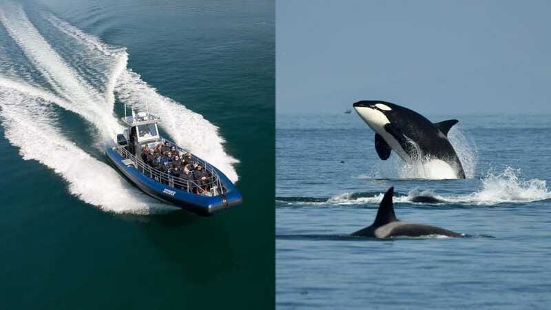 Anacortes: Whale Watching Adventure Tour Near Seattle - The wildlife you might see