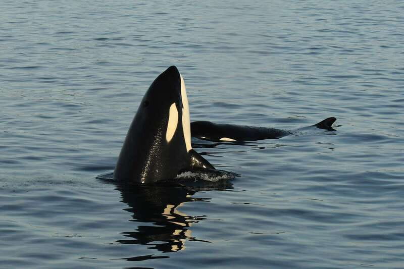 Anacortes: Whale Watching Adventure Tour Near Seattle - Who should book this Anacortes whale tour?