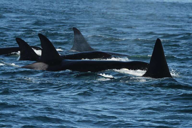 Anacortes: Whale Watching Adventure Tour Near Seattle - Leaving Anacortes for the Salish Sea