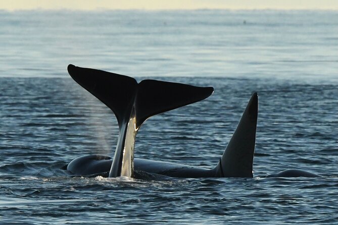 Anacortes Whale Watching Adventure Tour - Zodiac Boat - Key points to know before booking