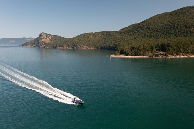 Anacortes Whale Watching Adventure Tour - Zodiac Boat - More than whales: the Salish Sea wildlife list