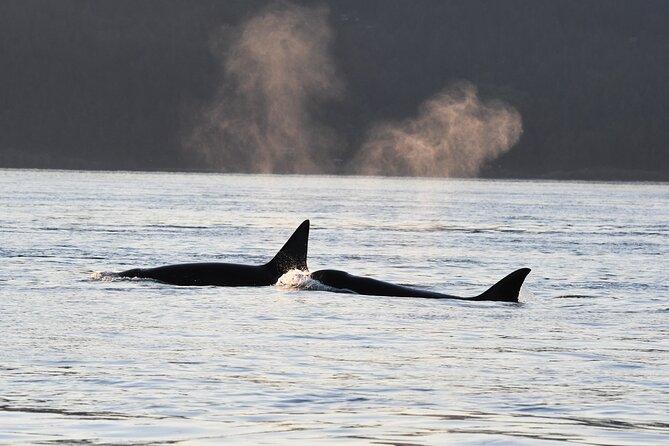 Anacortes Whale Watching Adventure Tour - Zodiac Boat - The scenery around the islands