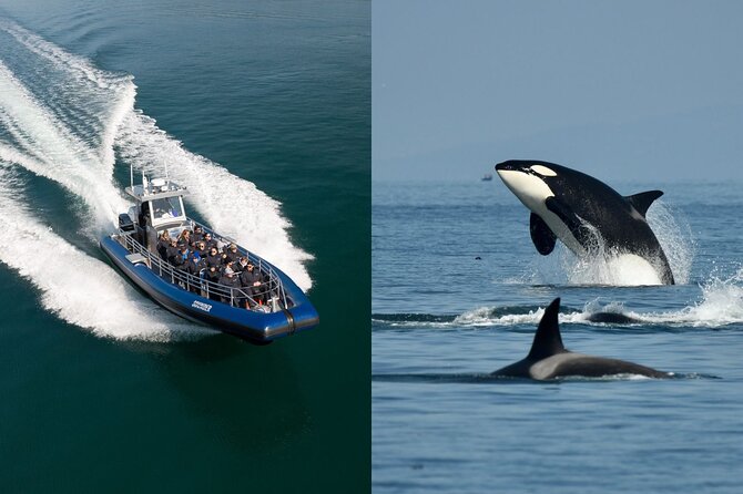 Anacortes Whale Watching Adventure Tour - Zodiac Boat - Searching for four whale species