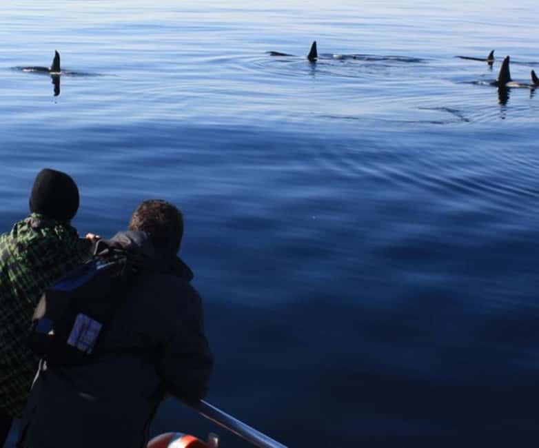 Andenes: Responsible Whale Watching with Classic Catamaran - Key points to know before you book