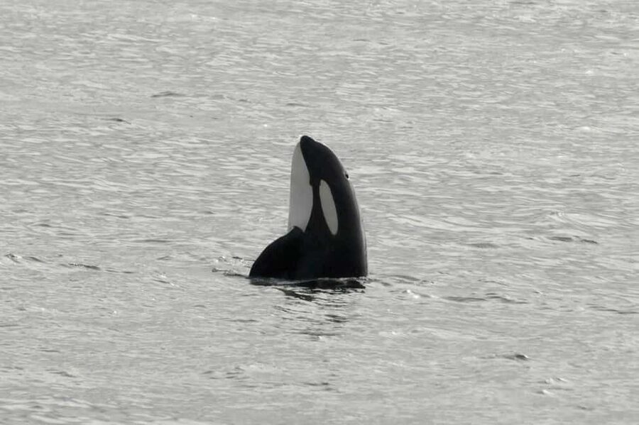 Andenes: Responsible Whale Watching with Classic Catamaran - Leaving Andenes Harbor for the open sea