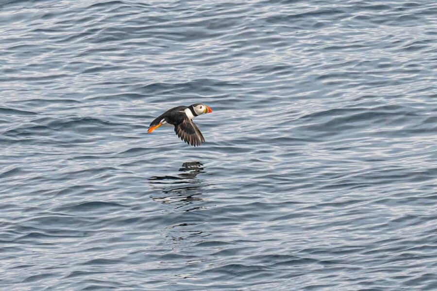 Andenes: Responsible Whale Watching with Classic Catamaran - The animals you may see from the catamaran