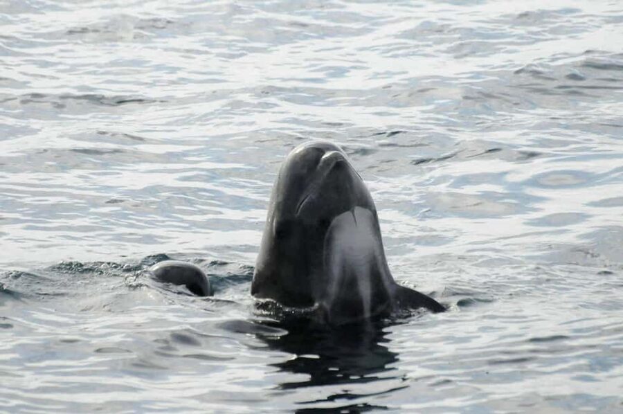 Andenes: Responsible Whale Watching with Classic Catamaran - Group size, timing, and the weather question