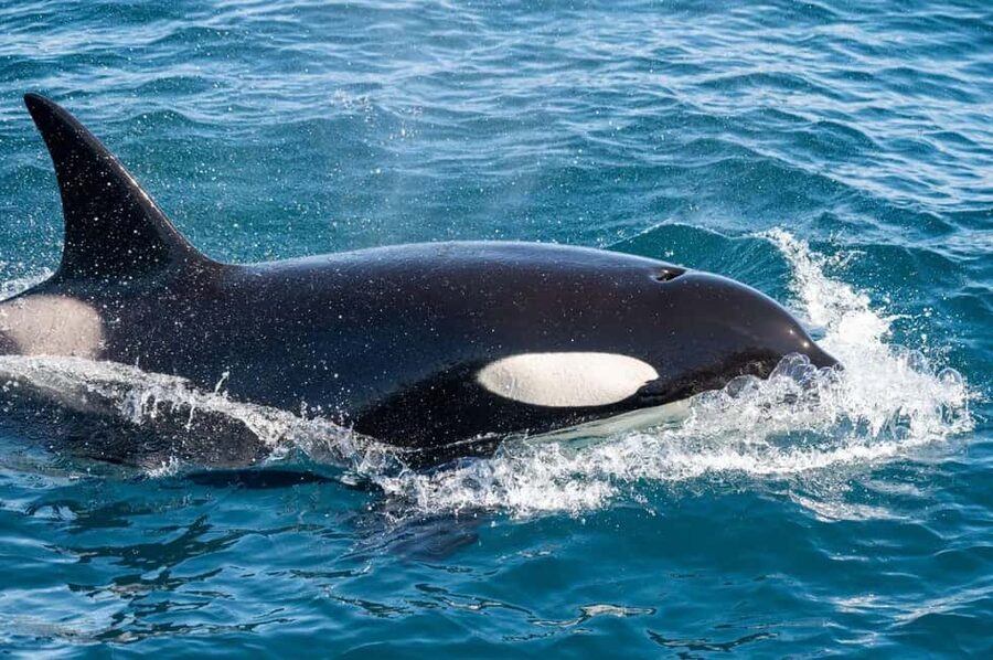 Andenes: Responsible Whale Watching with Classic Catamaran - Who will enjoy this most