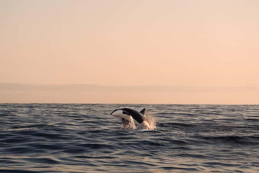 Andenes: Responsible Whale Watching with Classic Catamaran - Searching for whales in changing Arctic waters