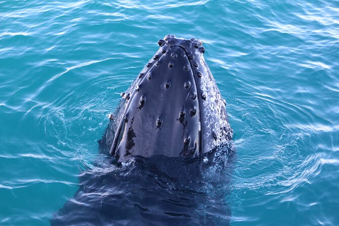 AOC Whale Watching from Broome - What you might see during the migration
