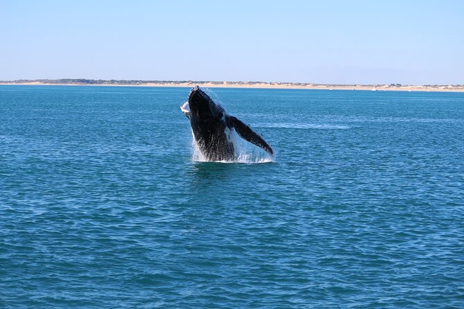 AOC Whale Watching from Broome - Snacks, drinks, and the sunset finish
