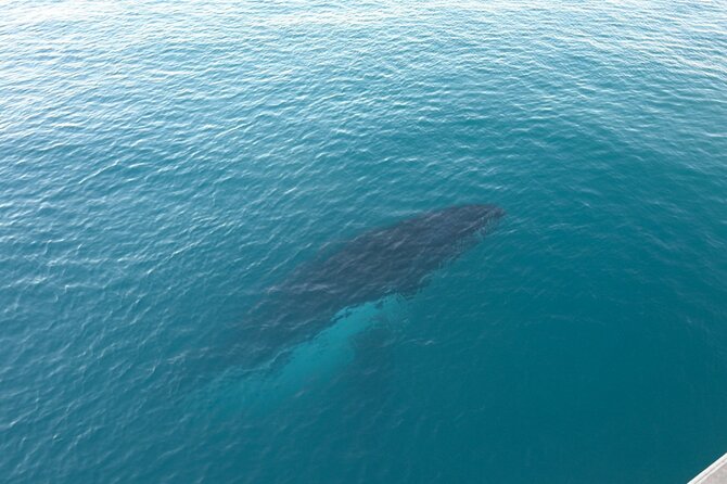 AOC Whale Watching from Broome - Value at $121.21 per person